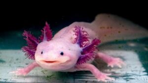 Le salamandre possono far ricrescere parti del corpo perse.  Gli scienziati pensano che il loro segreto potrebbe aiutare a guarire anche gli esseri umani