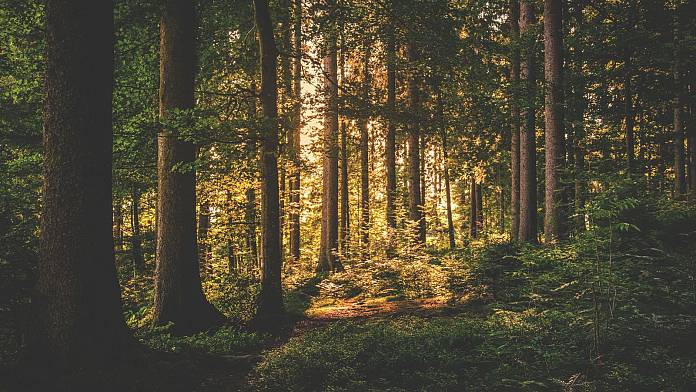 Un composto organico presente negli alberi potrebbe essere la risposta per combattere le infezioni resistenti agli antibiotici
