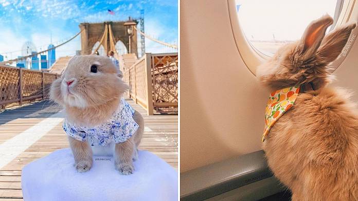 Viaggi con animali domestici: consigli per viaggiare con il tuo coniglio da una stella di TikTok dalla coda di cotone