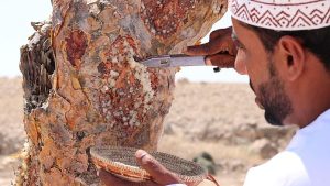 Incenso: ho scoperto la storia dietro il tradizionale profumo natalizio durante un viaggio in Oman