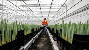 Un minatore di bitcoin e un coltivatore di tulipani si uniscono per ridurre i costi