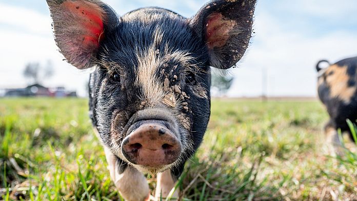Speranza per gli umani mentre gli scienziati ripristinano l'erezione nei maiali feriti con un tessuto del pene artificiale