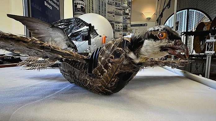 I ricercatori negli Stati Uniti stanno resuscitando uccelli morti e riportandoli nei cieli come droni hi-tech