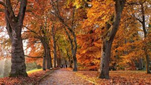 Dalla Valle della Loira alla Lapponia: i migliori posti d'Europa per catturare le colorate foglie autunnali