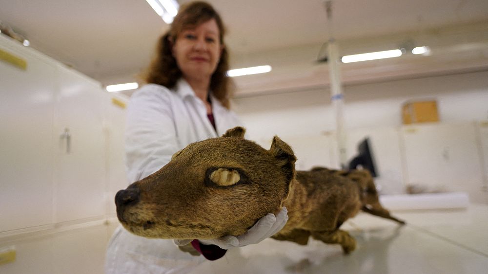 Gli scienziati riescono per la prima volta a estrarre molecole di RNA da una specie estinta