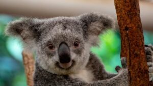 Animali selvatici da scoprire: i nuovi cinque grandi per Natura e Viaggi