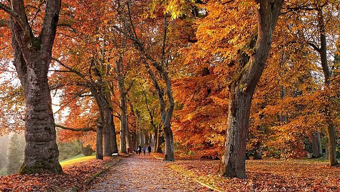 Dalla Scozia alla Germania: i posti migliori d'Europa per catturare le colorate foglie autunnali
