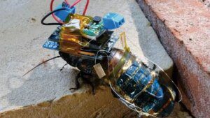 Questi inquietanti scarafaggi cyborg verranno a cercarti - in future missioni di ricerca e salvataggio
