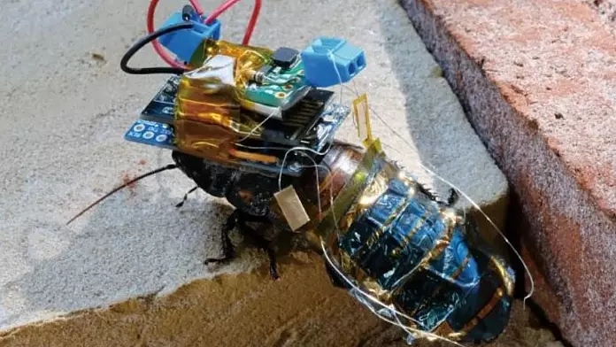 Questi inquietanti scarafaggi cyborg verranno a cercarti - in future missioni di ricerca e salvataggio