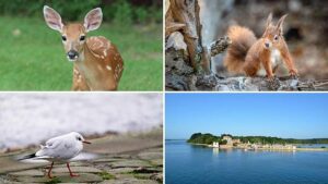 Scoiattoli rossi e foglie autunnali: perché dovresti visitare l'isola di Brownsea prima che chiuda ad ottobre