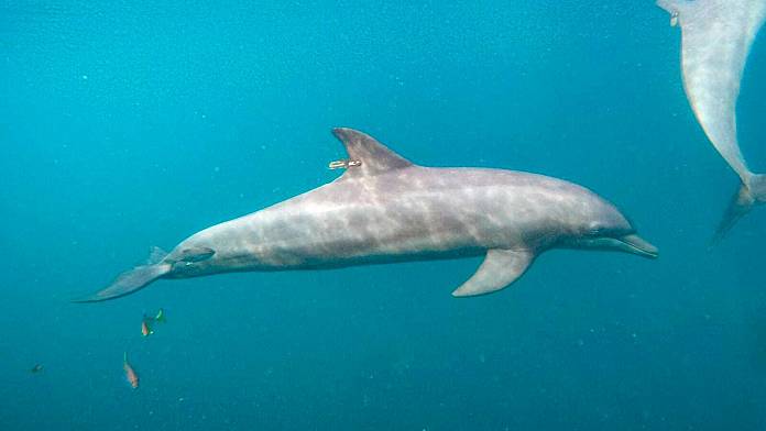 Tre delfini nuotano liberi in Indonesia dopo anni confinati nella piccola piscina di un hotel