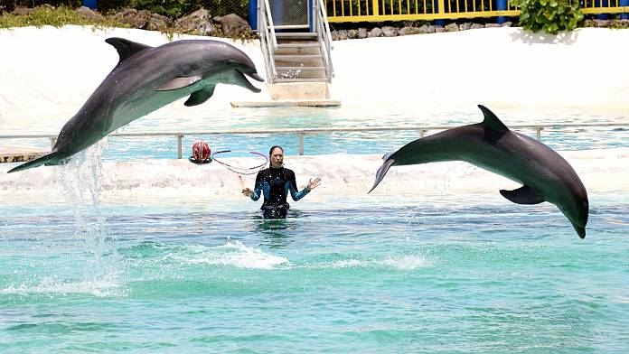 Nuotare con i delfini: migliaia di persone chiedono a TUI di smettere di vendere viaggi "crudeli".