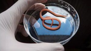 Un esperimento sui vermi potrebbe essere la chiave per rallentare l'invecchiamento negli esseri umani