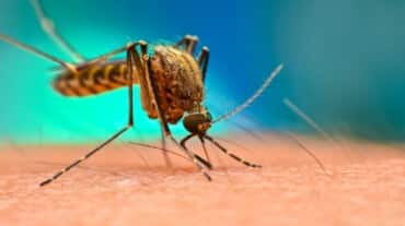 combattere la malaria