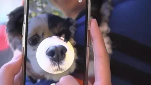 "Ogni cane ha un naso unico": la Corea del Sud testa l'ID "impronta del naso" per la registrazione nazionale degli animali domestici