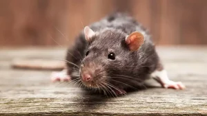 Roditori in soccorso: topi addestrati con zaini hi-tech potrebbero salvarti la vita in caso di disastro