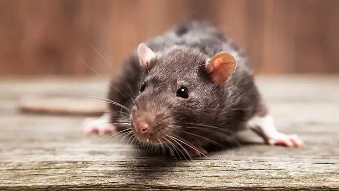 Roditori in soccorso: topi addestrati con zaini hi-tech potrebbero salvarti la vita in caso di disastro