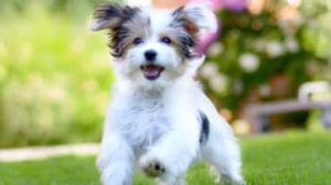 perdere un animale domestico