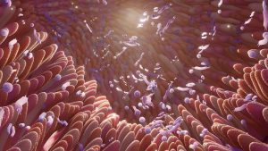 Il primo trattamento di trapianto di cacca è stato approvato negli Stati Uniti.  Come funziona la terapia fecale?