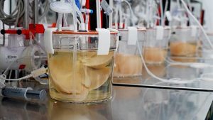 Questo laboratorio statunitense sta bioingegnerizzando fegati di maiale per trapiantarli un giorno in esseri umani a causa della carenza di organi