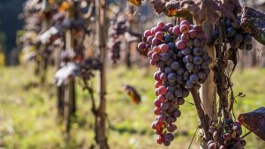 Ajara: il canto polifonico e le escursioni in montagna fanno di questo gioiello georgiano una tappa obbligata