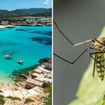 Febbre dengue: mentre i funzionari sanitari di Ibiza lanciano un avvertimento, i turisti dovrebbero essere preoccupati?