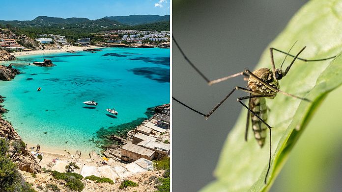 Febbre dengue: mentre i funzionari sanitari di Ibiza lanciano un avvertimento, i turisti dovrebbero essere preoccupati?