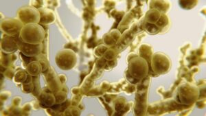 Fungo resistente ai farmaci che si diffonde a "tasso allarmante" negli ospedali statunitensi, afferma CDC