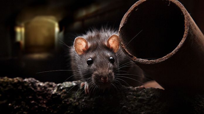 I topi che corrono nelle fogne di New York trasportano più varianti di COVID, secondo uno studio