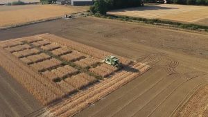 Scienziati britannici stanno coltivando grano geneticamente modificato per ridurre il rischio di cancro da cibi bruciati