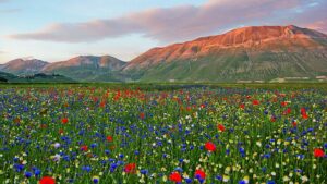 Dai fiabeschi castelli inglesi alle fiorite valli italiane: i posti migliori per catturare l'Europa in fiore