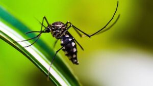 Epidemia di febbre dengue: i biologi stanno sterilizzando le zanzare portatrici di virus con l'energia nucleare