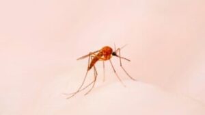 segni di malaria nei bambini