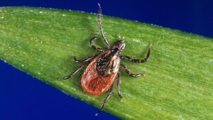 I casi di virus Powassan sono in aumento.  Perché "il cugino mortale della malattia di Lyme" è così preoccupante?