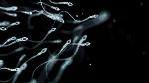 La conta degli spermatozoi sta diminuendo.  Gli scienziati ritengono di aver individuato le cause principali per cui