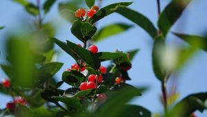 Vuoi viaggiare in modo più sostenibile?  Prova a mangiare le prelibatezze stagionali europee