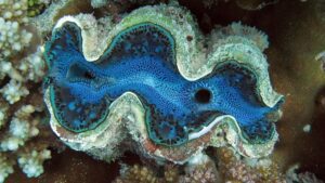 Ecoturismo esclusivo: lusso e avventura vanno di pari passo nel Mar Rosso