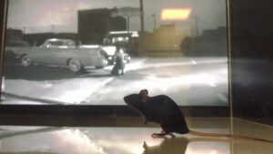 Un nuovo strumento di intelligenza artificiale in grado di decodificare i segnali cerebrali si dimostra "preciso al 95%" sui topi