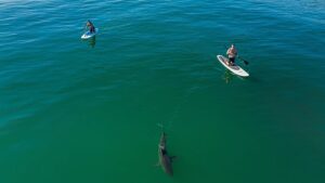 Avremo bisogno di una barca più grande: potresti nuotare molto più vicino agli squali che ti sei reso conto