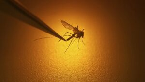 Con l'aumento delle temperature, anche le zanzare sono in movimento.  Gli scienziati temono che potrebbe significare più malaria