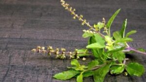 tulsi