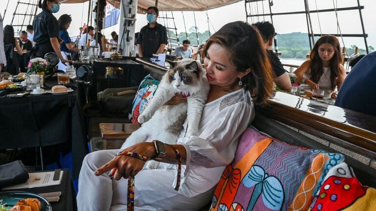 Tutte le zampe sul ponte: questa crociera al tramonto a Singapore offre un viaggio di lusso per i gatti e i loro umani