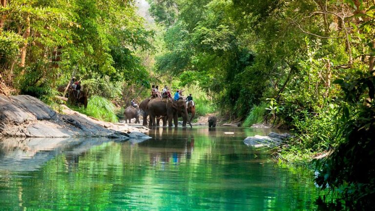 Cavalcate sugli elefanti e spettacoli circensi: la nuova legge britannica pone un freno al turismo animale “crudele” all’estero