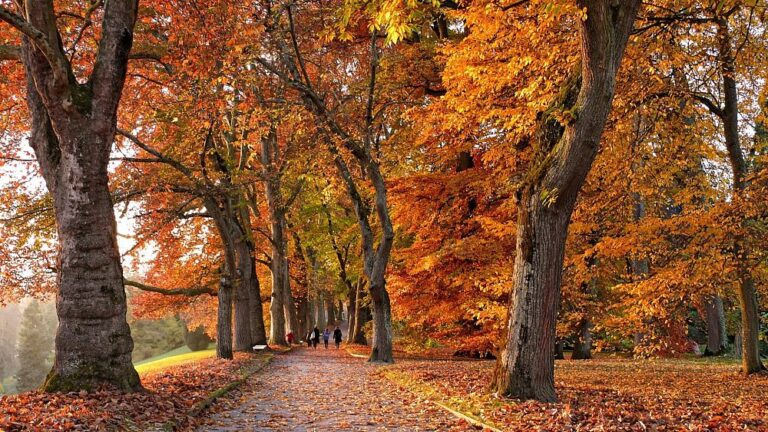 Dalla Valle della Loira alla Lapponia: i migliori posti d'Europa per catturare le colorate foglie autunnali