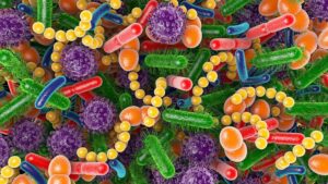 Gli scienziati pensano di aver scoperto il segreto dell'invecchiamento – ed è nascosto nel nostro intestino
