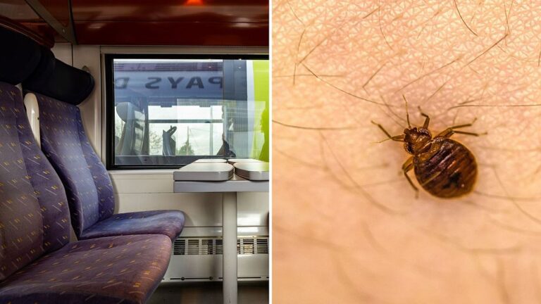 Secondo quanto riferito, treni e cinema in Francia sono infestati da cimici mentre le autorità di Parigi sollecitano un'azione