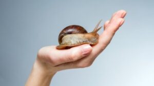 Mucina di lumaca per la pelle