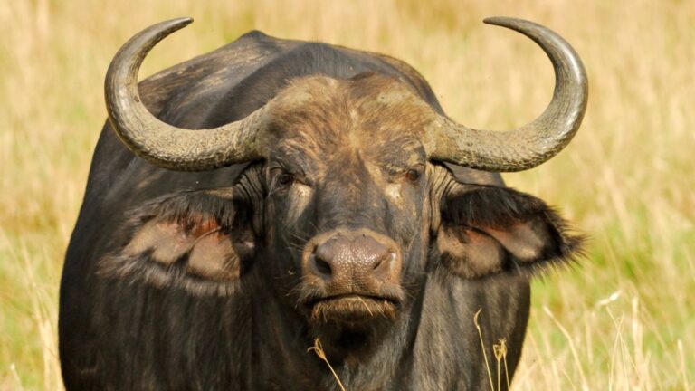A large Cape buffalo stands at attention in the Masai Mara, Kenya.