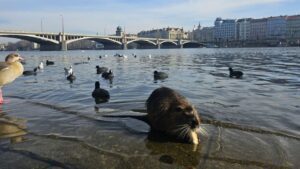 La città "più grande" dell'Europa è diventata asciutta? Esplorare il lato sobrio di Praga