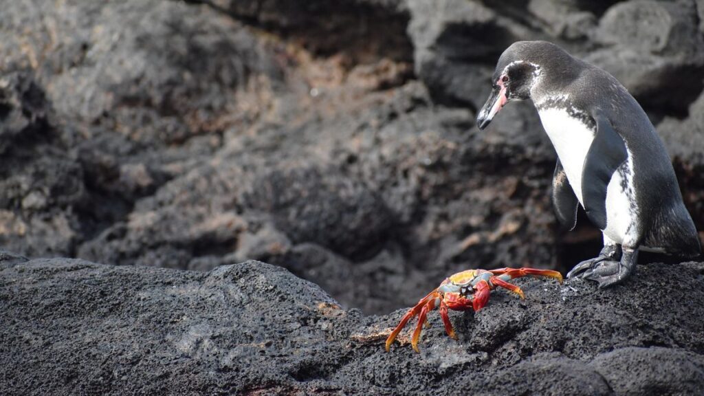 Guided panga tours allow visitors to safely observe Galapagos penguins and Sally Lightfoot crabs from the water.